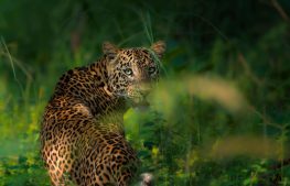 best wildlife safaris