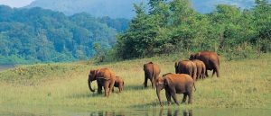 best wildlife safaris