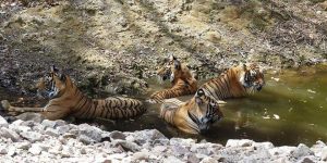 best time to visit ranthambore