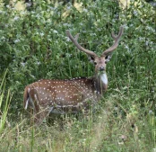 best time to visit wayanad