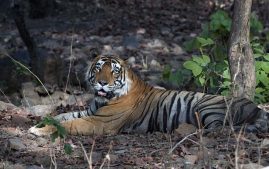 things to do in ranthambore